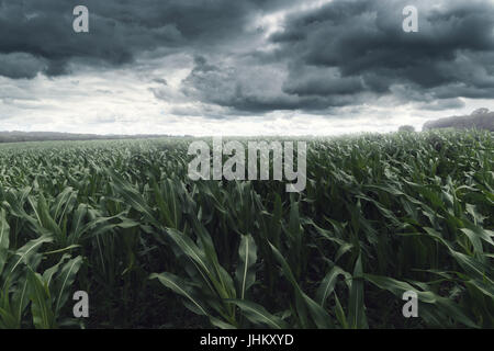 Champ de maïs vert en face de nuages spectaculaires Banque D'Images