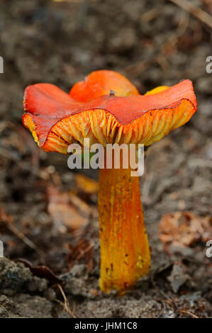 Bouchon de cire noircissement, Rhénanie du Nord-Westphalie, Allemagne / (Hygrocybe nigrescens) / Waxcap Noircissement Banque D'Images