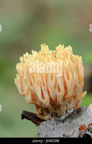 Embout jaune corail, Rhénanie du Nord-Westphalie, Allemagne / (Ramaria formosa) / Champignon corail rose Banque D'Images