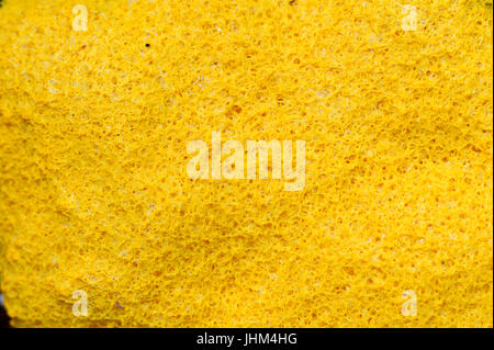 Slime soufre champignon, Rhénanie du Nord-Westphalie, Allemagne / (Fuligo septica, Fuligo septa) | Gelbe Lohbluete, Nordrhein-Westfalen, Deutschland Banque D'Images