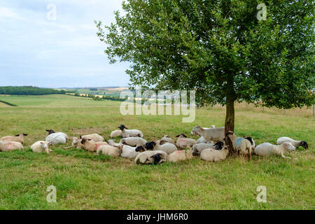 Autour du développement d'un 2004/2005 à la périphérie de Dorchester, Dorset, Angleterre, Royaume-Uni Banque D'Images