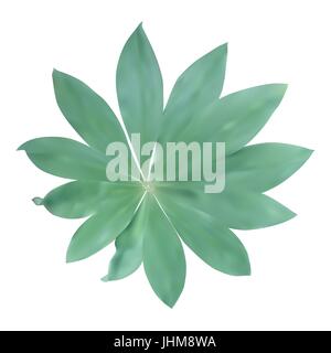 Vert feuille isolé sur fond blanc. Vector Illustration. Illustration de Vecteur