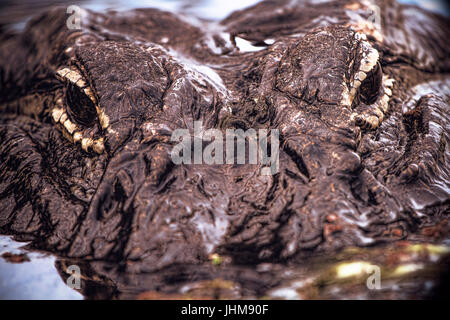 Un gros plan d'un alligator dans les Everglades de Floride. Les alligators sont intéressantes sans fin et merveilleusement fascinantes créatures. Banque D'Images