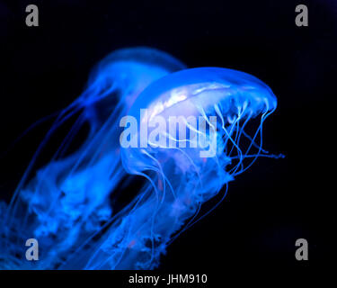 Une paire de méduses luminescentes glisser gracieusement dans l'eau à l'Aquarium de Géorgie. Banque D'Images