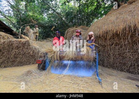 Les agriculteurs des rizières de battage à la machine avec un village de Chapainwabganj, au Bangladesh. Banque D'Images