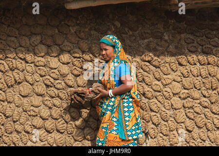 Une femme met de la bouse de vache jetons sur le mur en terre pour le séchage d'être utilisée comme combustible pour la cuisine. Chapainawabganj, au Bangladesh. Banque D'Images