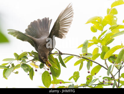 Stirlingshire, Scotland, UK - 14 juillet 2017 : Royaume-Uni - une femelle merle festoyer sur les baies d'été d'un jardin l'Amelanchier arbre sur un jour nuageux gris, avant de prévisions de pluie Banque D'Images