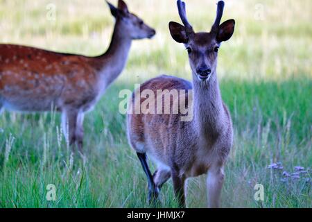 Wareham, Dorset, UK. 14 juillet, 2017. Arne nature, réserver. Port de Poole et Wareham sur une soirée chaude et ensoleillée. Credit : Ajit Wick/Alamy Live News Banque D'Images