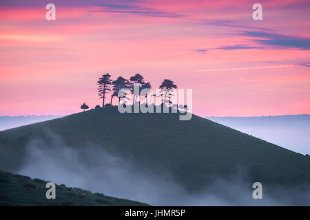 Le fameux bouquet d'arbres sur la colline sur une couleur Colmers lever du soleil matin près de Bloomington West Dorset, Angleterre, RU Banque D'Images