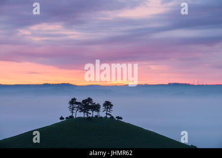 Le fameux bouquet d'arbres sur la colline sur une couleur Colmers lever du soleil matin près de Bloomington West Dorset, Angleterre, RU Banque D'Images