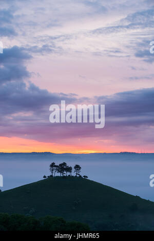 Le fameux bouquet d'arbres sur la colline sur une couleur Colmers lever du soleil matin près de Bloomington West Dorset, Angleterre, RU Banque D'Images