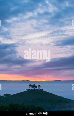 Le fameux bouquet d'arbres sur la colline sur une couleur Colmers lever du soleil matin près de Bloomington West Dorset, Angleterre, RU Banque D'Images