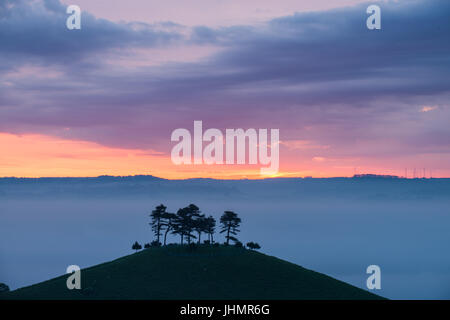 Le fameux bouquet d'arbres sur la colline sur une couleur Colmers lever du soleil matin près de Bloomington West Dorset, Angleterre, RU Banque D'Images