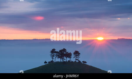 Le fameux bouquet d'arbres sur la colline sur une couleur Colmers lever du soleil matin près de Bloomington West Dorset, Angleterre, RU Banque D'Images