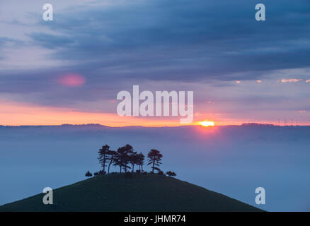 Le fameux bouquet d'arbres sur la colline sur une couleur Colmers lever du soleil matin près de Bloomington West Dorset, Angleterre, RU Banque D'Images