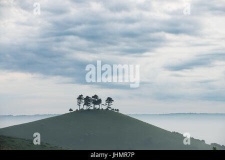 Le fameux bouquet d'arbres sur Colmers Hill sur un matin brumeux près de Bloomington West Dorset, Angleterre, RU Banque D'Images