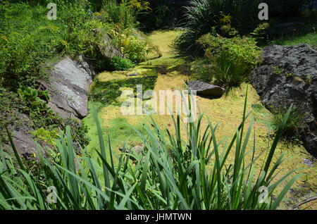 Impressions d'été du jardin zoologique à Berlin du 25 août 2013, Allemagne Banque D'Images