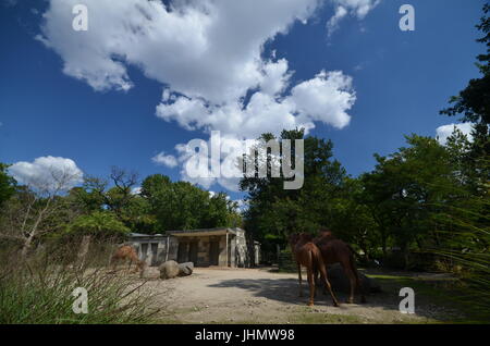 Impressions d'été du jardin zoologique à Berlin du 25 août 2013, Allemagne Banque D'Images