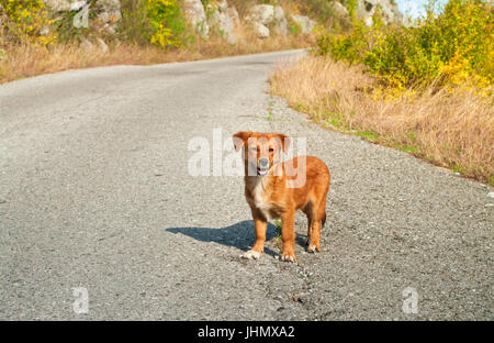 Petit chien errant sur le chemin Mountain, Monténégro Banque D'Images