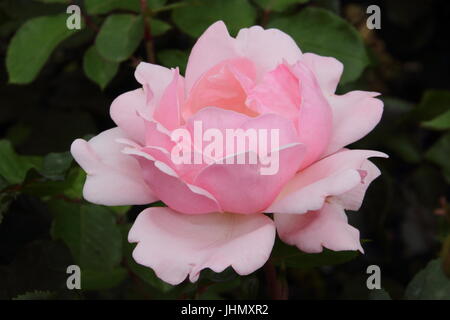 Rosa 'VALENTINE', un floribunda parfumés rose, en pleine floraison dans un jardin anglais border en été (juin), Banque D'Images