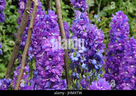 Delphinium 'Giotto' appuyé par un wigwam, en pleine floraison dans un jardin anglais border en été Banque D'Images