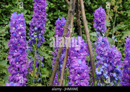 Delphinium 'Giotto' appuyé par un wigwam, en pleine floraison dans un jardin anglais border en été Banque D'Images