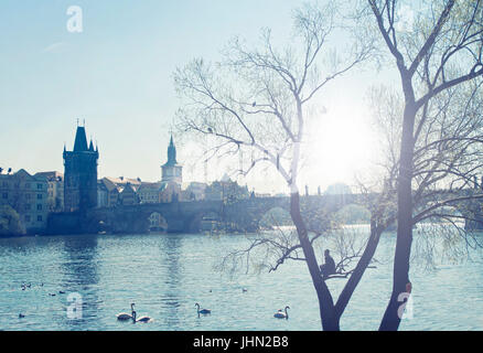 Man sitting on tree à Prague à la recherche au pont Charles au coucher du soleil avec des cygnes swimming in river, Prague, République Tchèque Banque D'Images