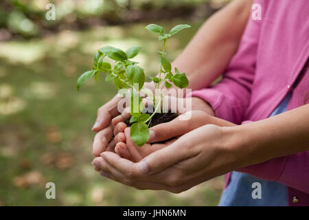 Portrait de femme et fille holding seedling en creux des mains à l'arrière-cour Banque D'Images