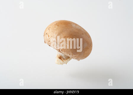 Un champignons cremini comme produire photographié dans un studio, suspendu au-dessus d'un arrière-plan transparent, blanc. Banque D'Images