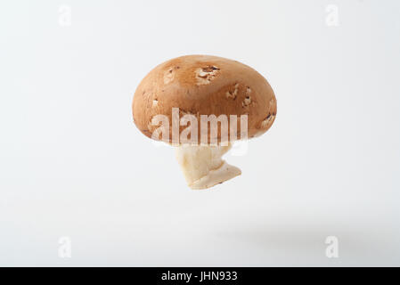 Un champignons cremini comme produire photographié dans un studio, suspendu au-dessus d'un arrière-plan transparent, blanc. Banque D'Images