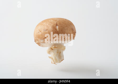 Un champignons cremini comme produire photographié dans un studio, suspendu au-dessus d'un arrière-plan transparent, blanc. Banque D'Images