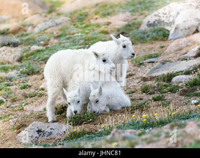 "Voyez ci-dessous !" Bébé chèvre de montagne d'essayer leur nouvelle escalade des compétences. Banque D'Images