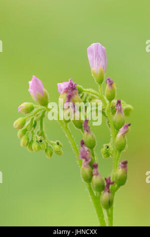 Cape sundew Drosera capensis) / (Afrique / Rossolis Banque D'Images