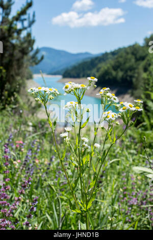 Fleurs de camomille sur un pré en été Banque D'Images