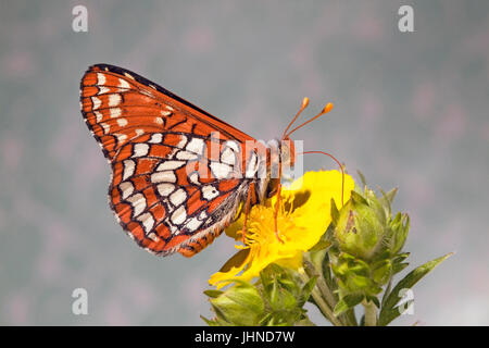 Un damier de Hoffmann, papillon Chlosyne hoffmanni, siroter le nectar des fleurs sauvages dans l'une des Cascades en Oregon Banque D'Images