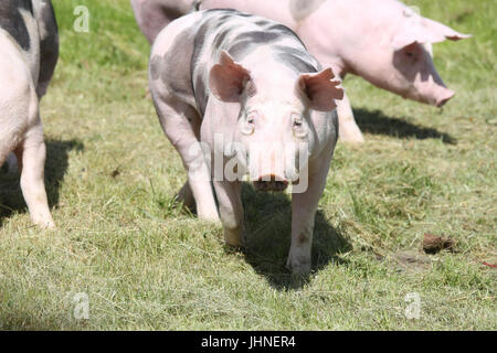 Les jeunes porcs de race Duroc sur terrain ferme summertime Banque D'Images