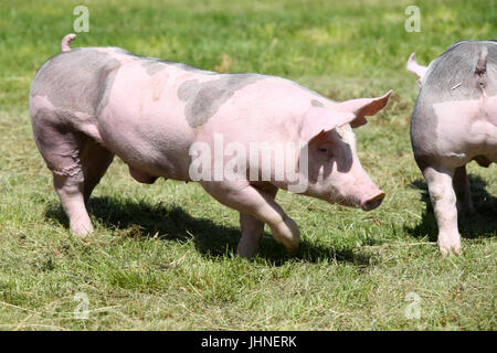 Duroc pig grazing sur le pré. Les jeunes porcs de race Duroc sur l'environnement naturel Banque D'Images