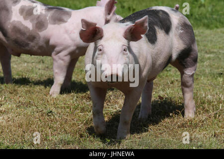 Les jeunes porcs de race Duroc sur terrain ferme summertime Banque D'Images