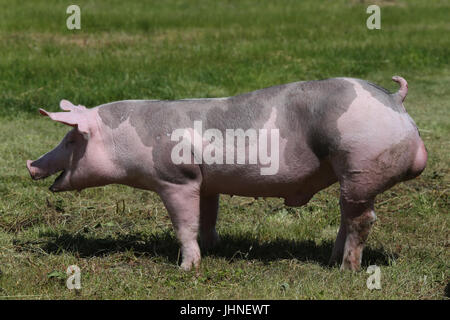 Les jeunes porcs de race Duroc sur l'environnement naturel Banque D'Images