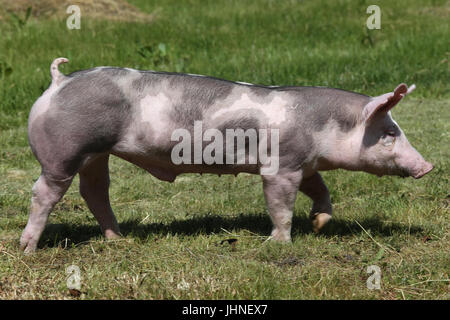 Les jeunes porcs de race Duroc sur terrain ferme summertime Banque D'Images