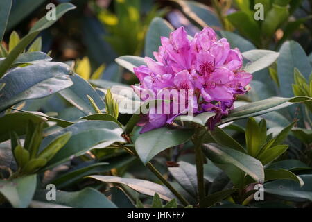 Fleur rhododendron pourpre entourées de feuilles Banque D'Images