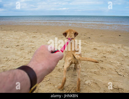 Un point de vue de l'image d'un chien labrador retriever jaune tirant fort sur sa laisse à une plage et tirant son propriétaire vers la mer. Banque D'Images