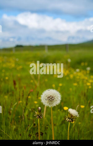 Fluffy beaux pissenlits en champ vert avec ciel bleu - portrait - paysage en Islande Banque D'Images