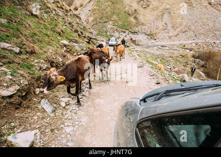 Quelques vaches sur une étroite route de montagne dans les Montagnes Rocheuses à la saison du printemps en Géorgie. Banque D'Images