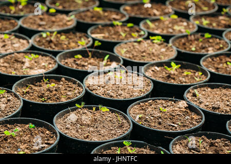 Les petites pousses vertes de la plante des arbres avec des feuilles, des feuilles de plus en plus dans des pots dans le sol ou à effet de serre. Printemps, concept de nouvelle vie. Banque D'Images