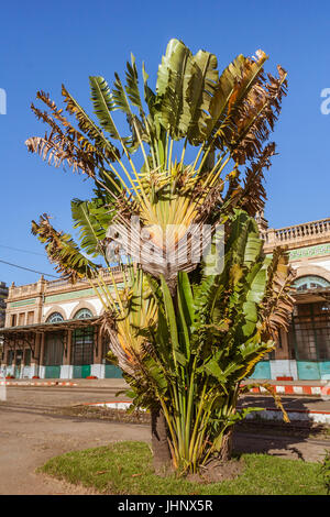 Ravenala madagascariensis, (Arbre du Voyageur), en face de la gare à Antananarivo, Madagascar Banque D'Images