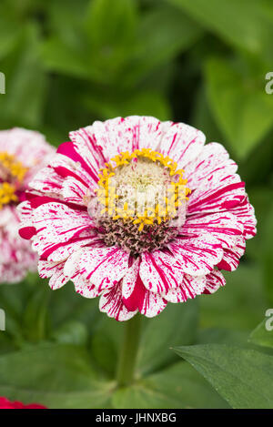 Zinnia hybrida. Zinnia elegans 'pop art' fleurs blanches et rouges Banque D'Images