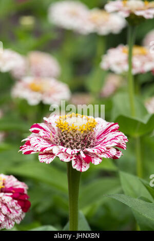 Zinnia hybrida. Zinnia elegans 'pop art' fleurs blanches et rouges Banque D'Images