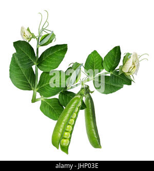 Les pois verts avec des feuilles sur fond blanc Banque D'Images