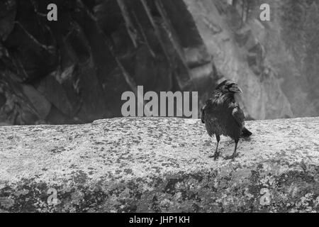 Le noir et blanc d'un noir corbeau sur une saillie rocheuse à Yosemite - Photographie par Paul Toillion Banque D'Images